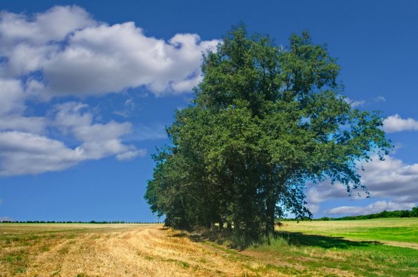 landschaft_197