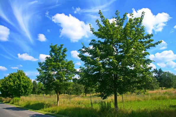 landschaft_131