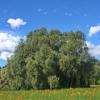 landschaft_194