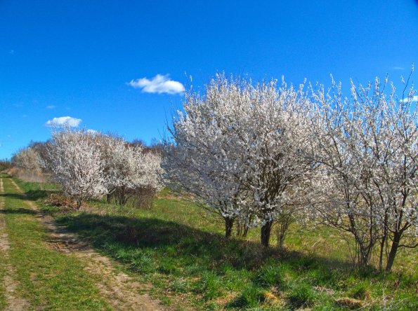 landschaft_143